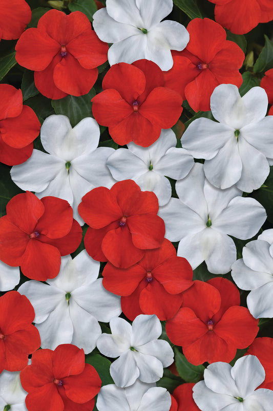 Beacon Red White Mixture Hybrid Impatiens Seeds - Blessings Grow Meadows