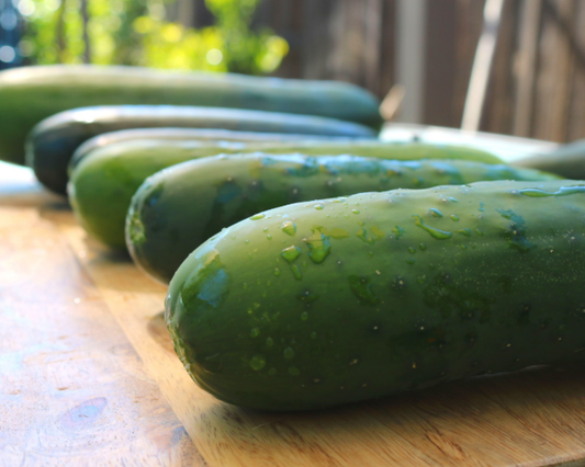 Burpless Supreme Hybrid Cucumber Seeds - Blessings Grow Meadows