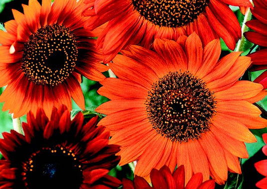 Earthwalker Sunflower Seeds - Blessings Grow Meadows