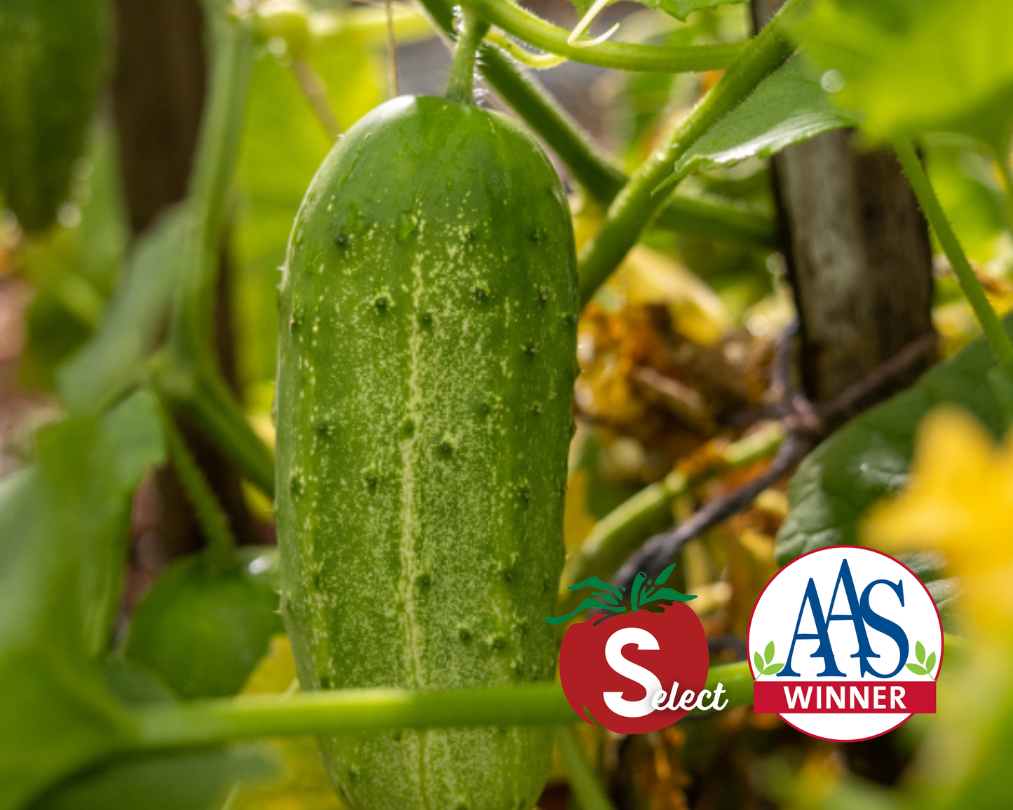 Pick-A-Bushel Hybrid Cucumber Seeds - Blessings Grow Meadows