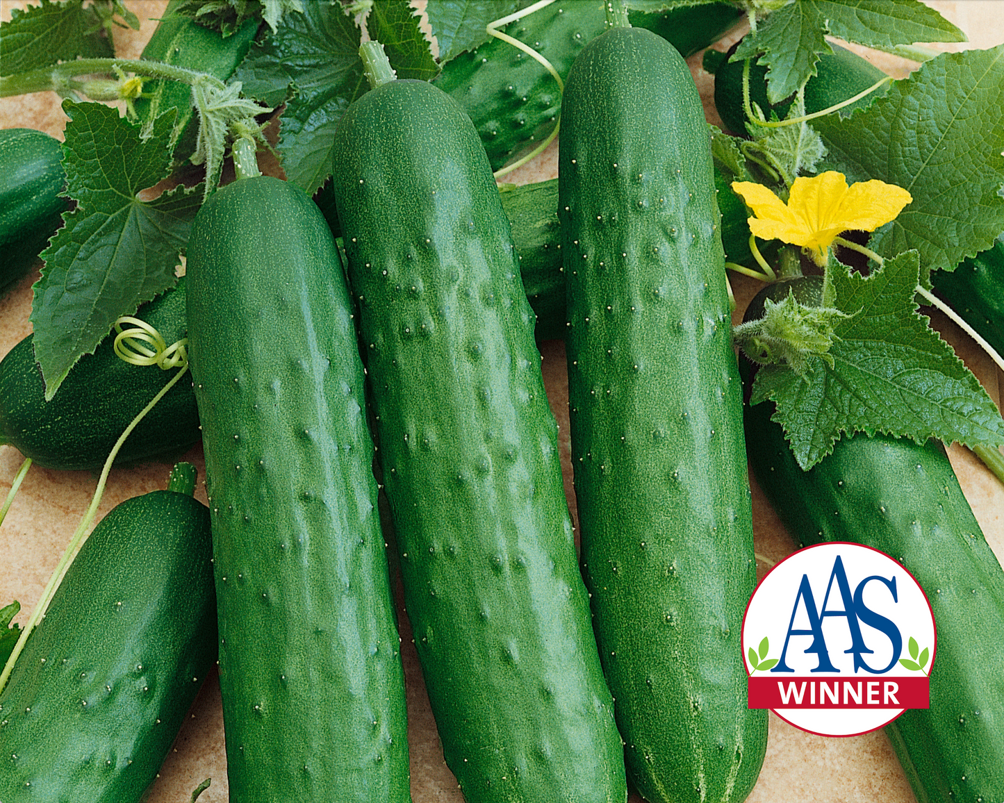 Saladmore Bush Hybrid Cucumber Seeds - Blessings Grow Meadows