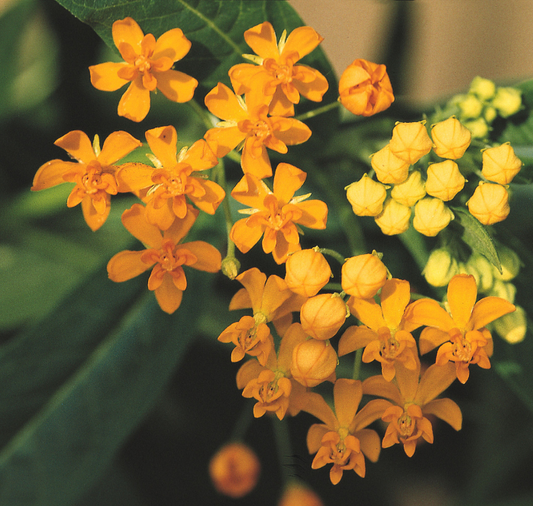 Silky Formula Mix Asclepias Seeds - Blessings Grow Meadows