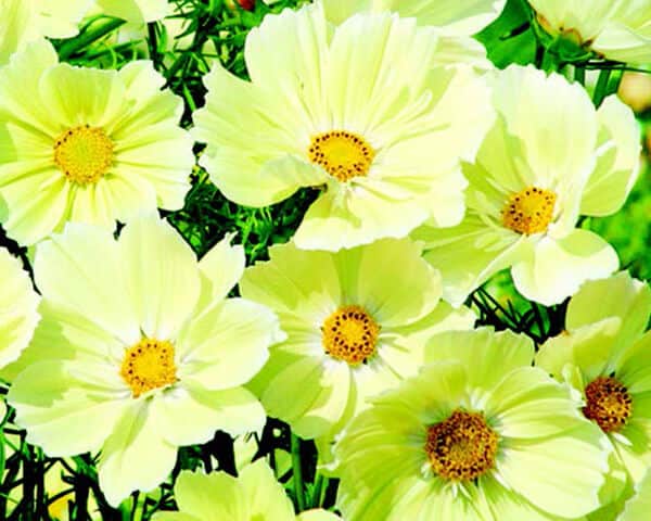 Xanthos Cosmos Seeds - Blessings Grow Meadows