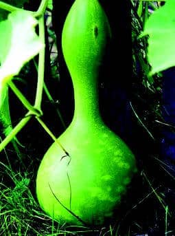 Bird House Gourd Seeds - Blessings Grow Meadows