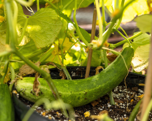 Burpless Tasty Green No. 26 Hybrid Cucumber Seeds - Blessings Grow Meadows