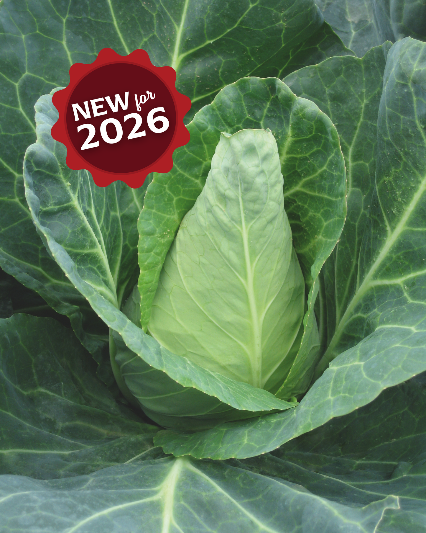 Caraflex Hybrid Cabbage Seeds - Blessings Grow Meadows