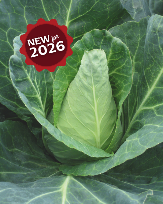 Caraflex Hybrid Cabbage Seeds - Blessings Grow Meadows