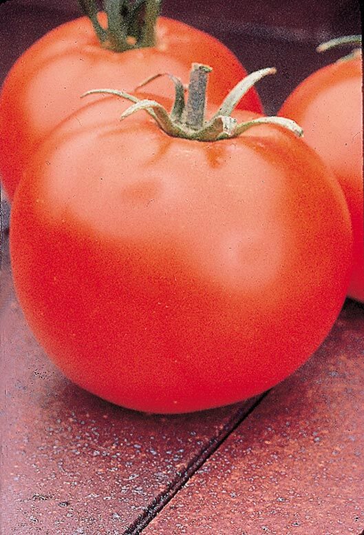 Celebrity Hybrid Tomato Seeds - Blessings Grow Meadows