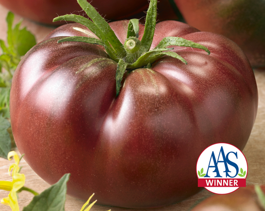 Chef's Choice Black Hybrid Tomato Seeds - Blessings Grow Meadows