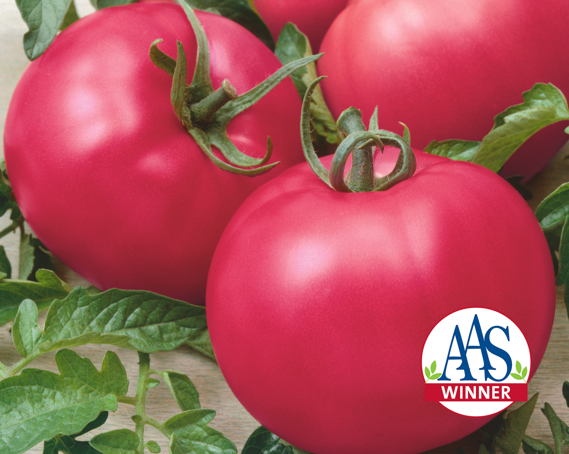 Chef's Choice Pink Hybrid Tomato Seeds - Blessings Grow Meadows