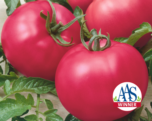 Chef's Choice Pink Hybrid Tomato Seeds - Blessings Grow Meadows