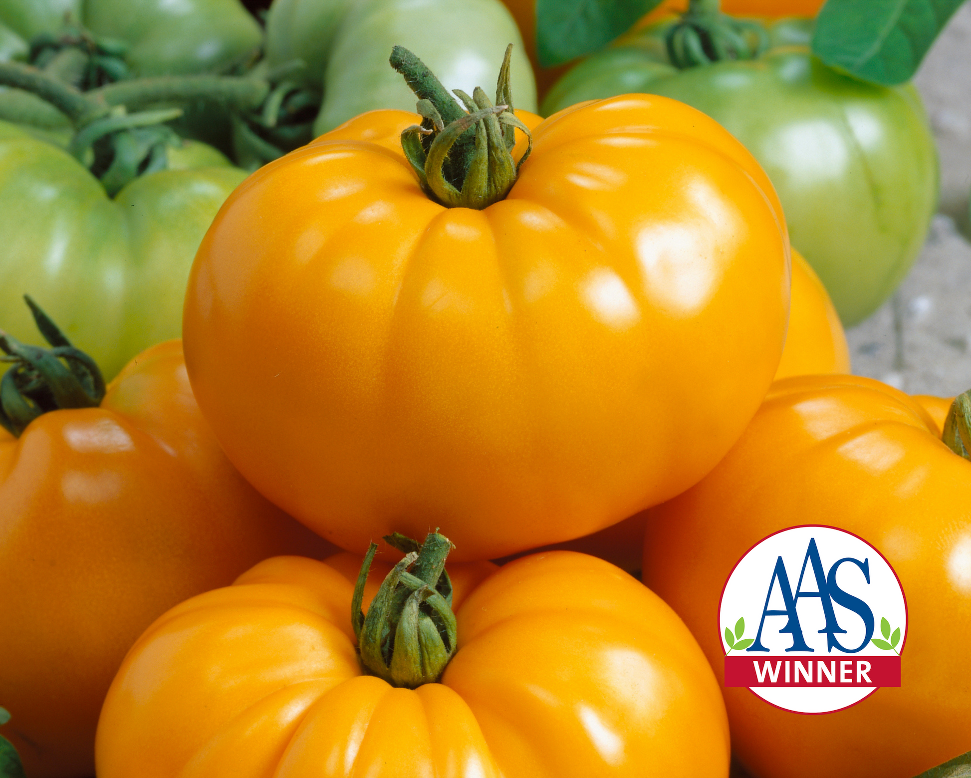 Chef's™ Choice Yellow Hybrid Tomato Seeds - Blessings Grow Meadows