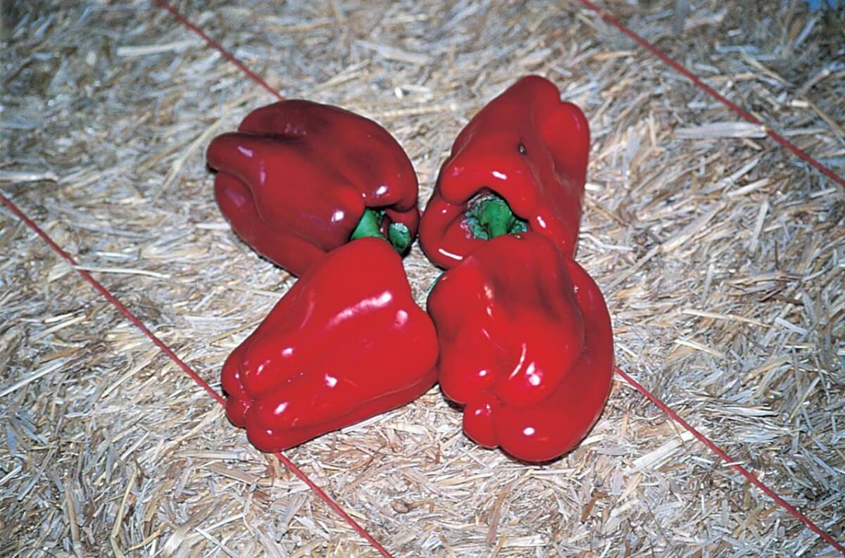 Packet of Seeds 'n Such Chinese Giant Bell Pepper Seeds showing vibrant seed packet with 25-30 seeds for gardening