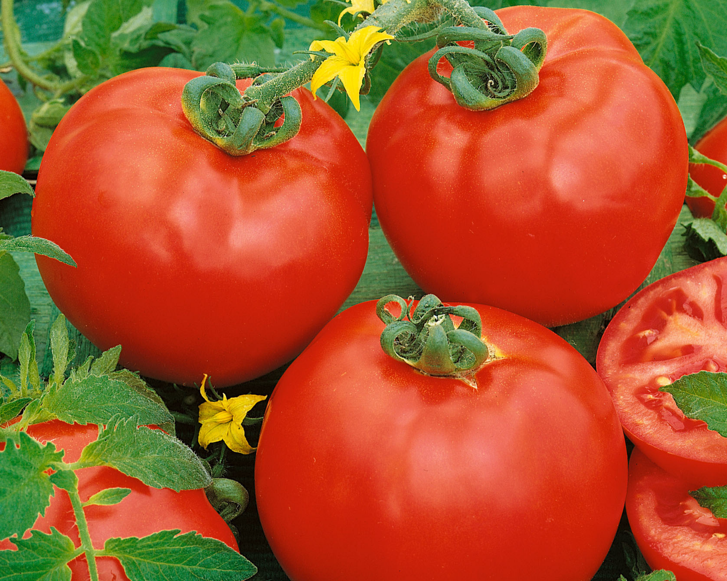 Container's™ Choice Red Hybrid Tomato Seeds packet with 25-30 seeds from Seeds 'n Such, showing vibrant seed packet design.