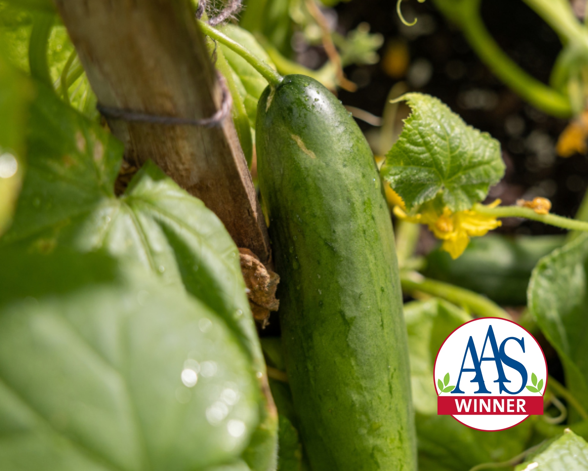 Diva Cucumber Seeds - Blessings Grow Meadows