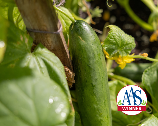 Diva Cucumber Seeds - Blessings Grow Meadows