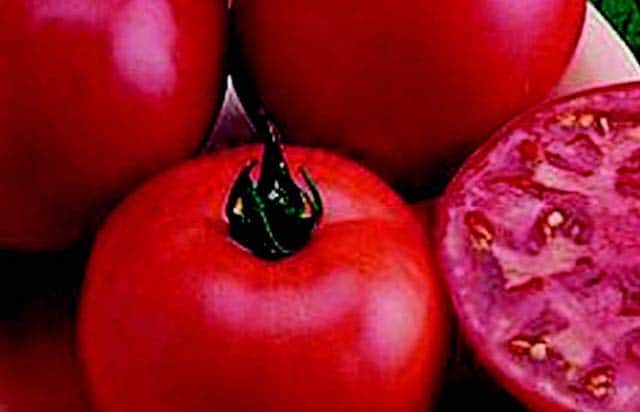 Packet of Seeds 'n Such Early Boy Bush Hybrid Tomato Seeds with 25-30 seeds for home gardening.