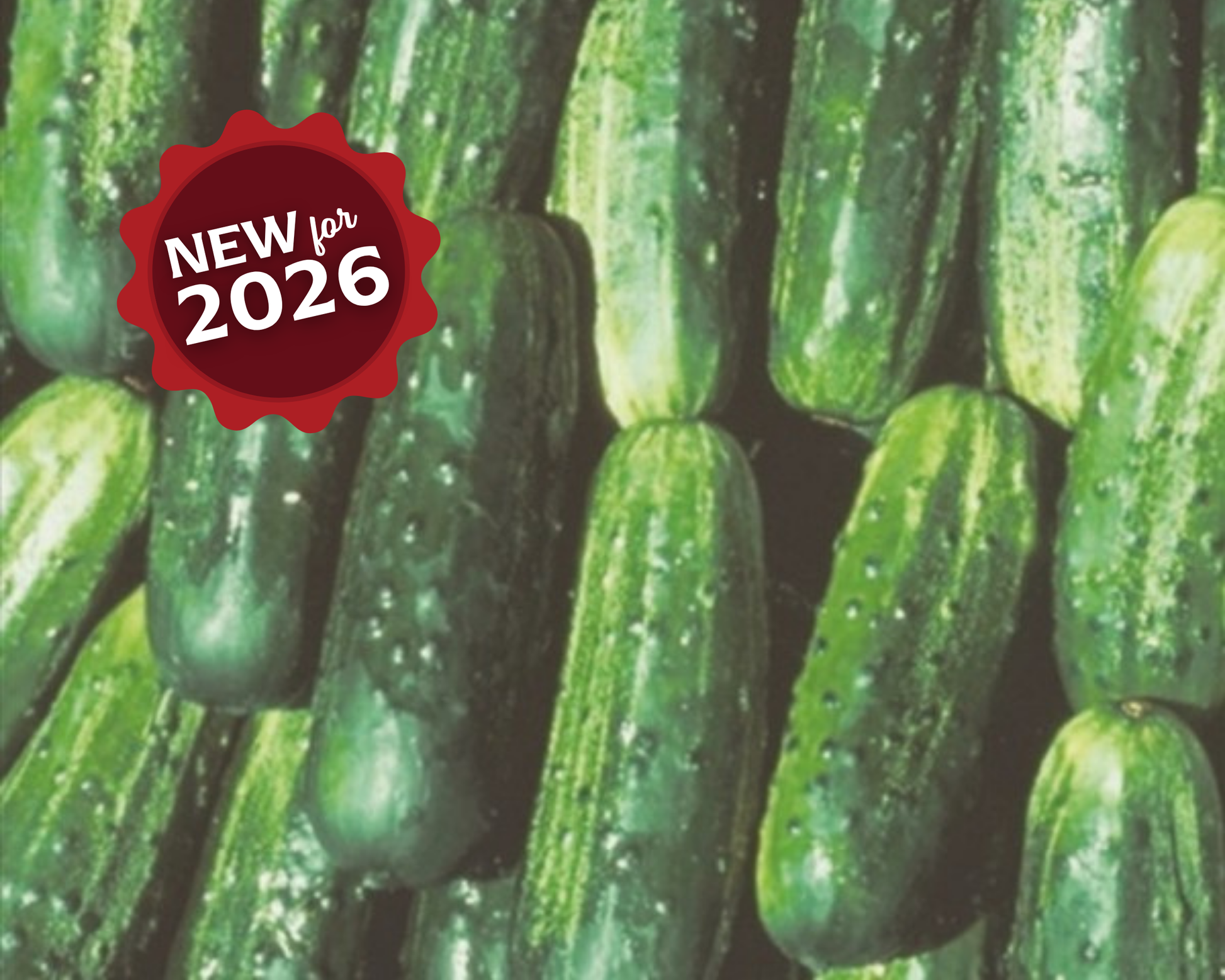 Fancipak Hybrid Cucumber Seeds - Blessings Grow Meadows