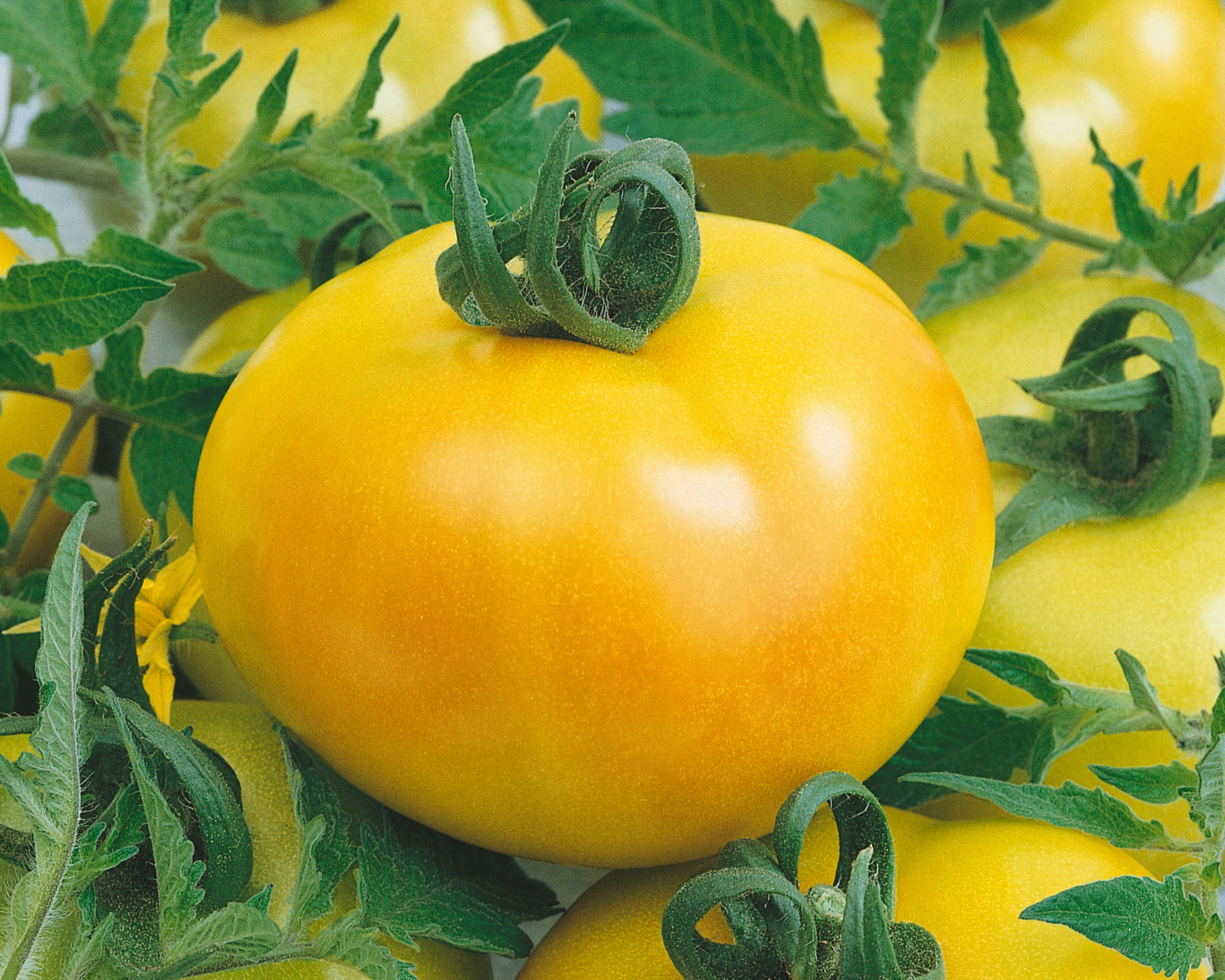 Fried Green Hybrid Tomato Seeds - Blessings Grow Meadows