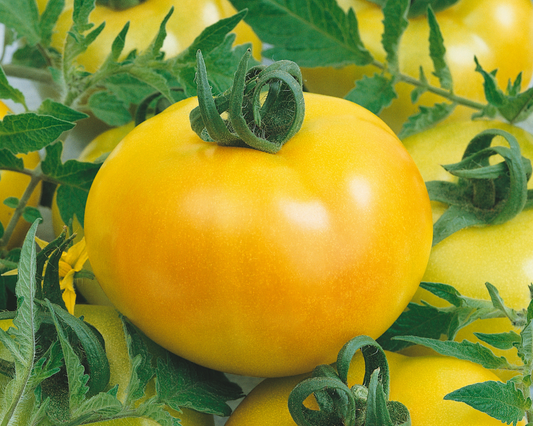 Fried Green Hybrid Tomato Seeds - Blessings Grow Meadows
