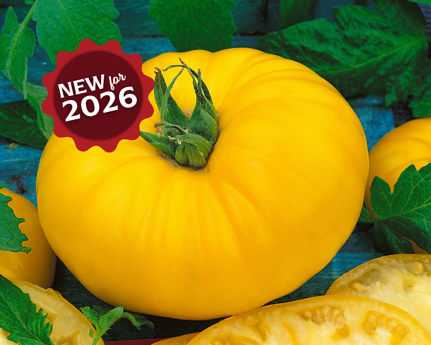 Giant Belgium Yellow Tomato Seeds - Blessings Grow Meadows