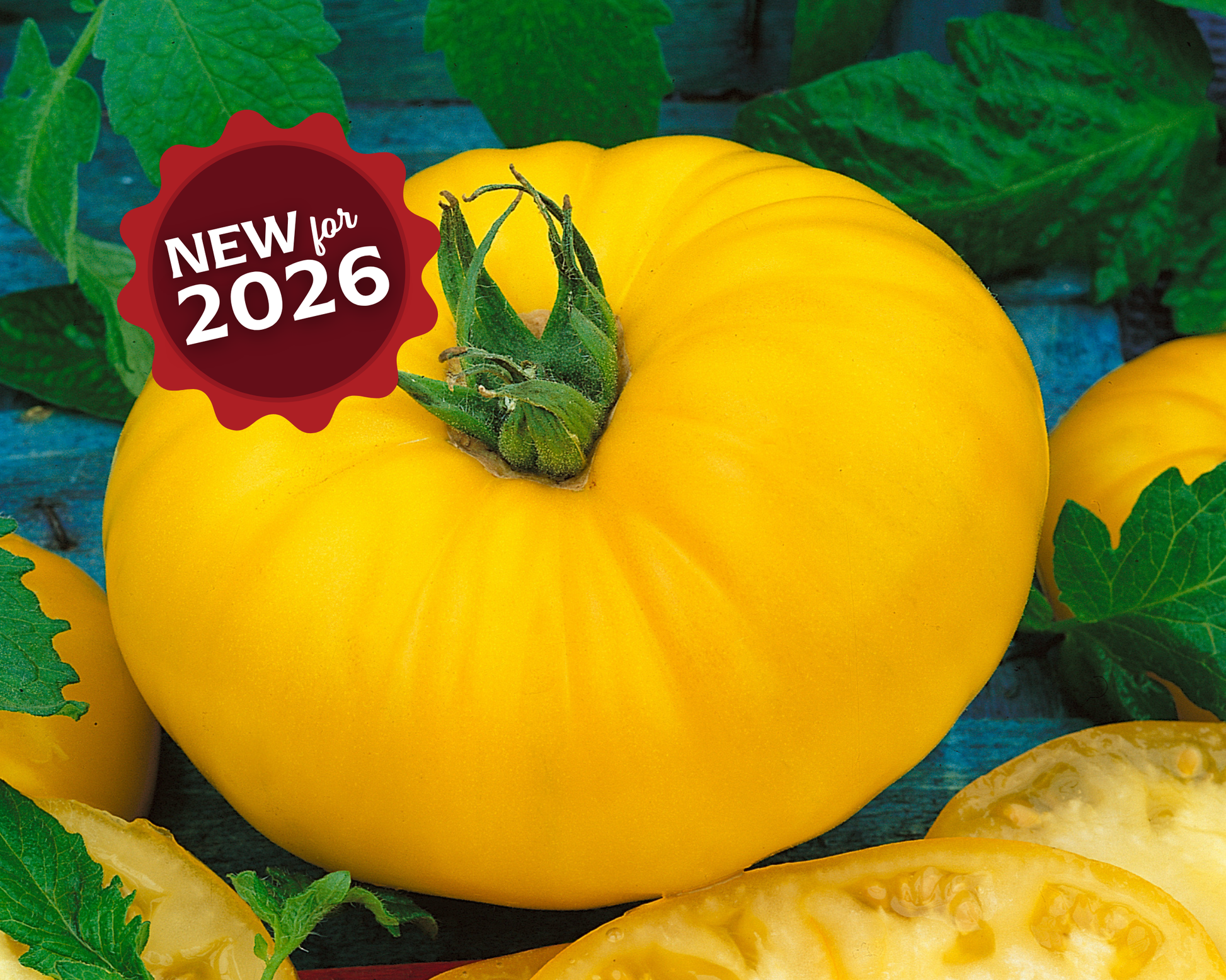 Giant Belgium Yellow Tomato Seeds - Blessings Grow Meadows
