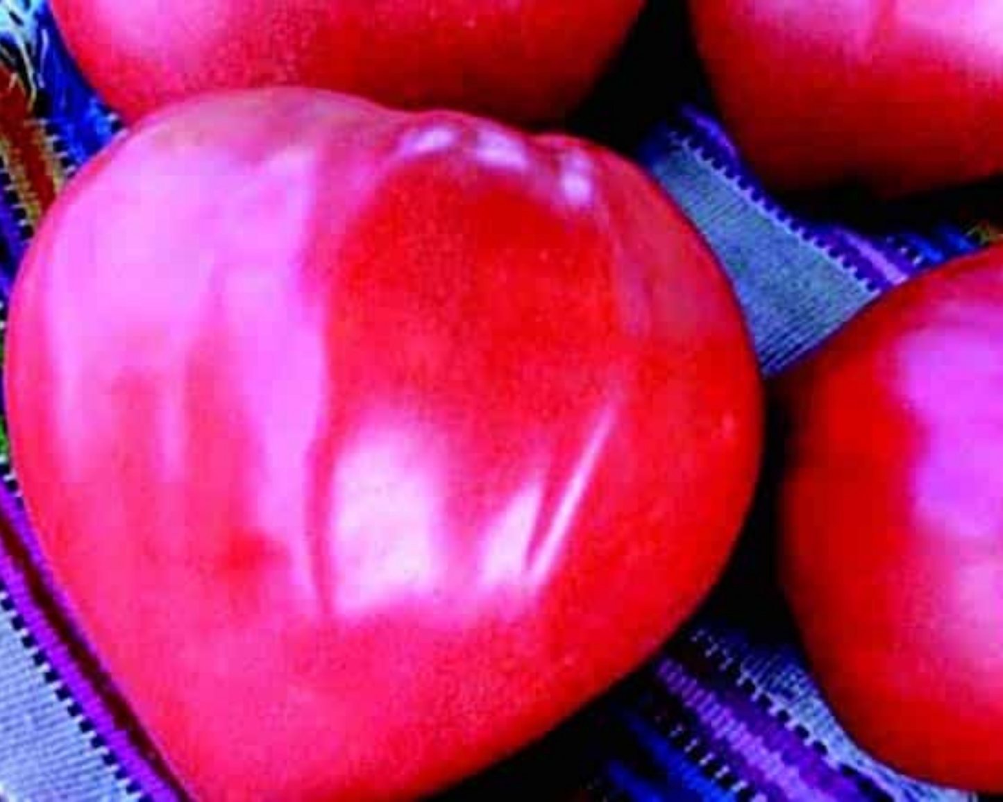 Giant Oxheart Tomato Seeds - Blessings Grow Meadows