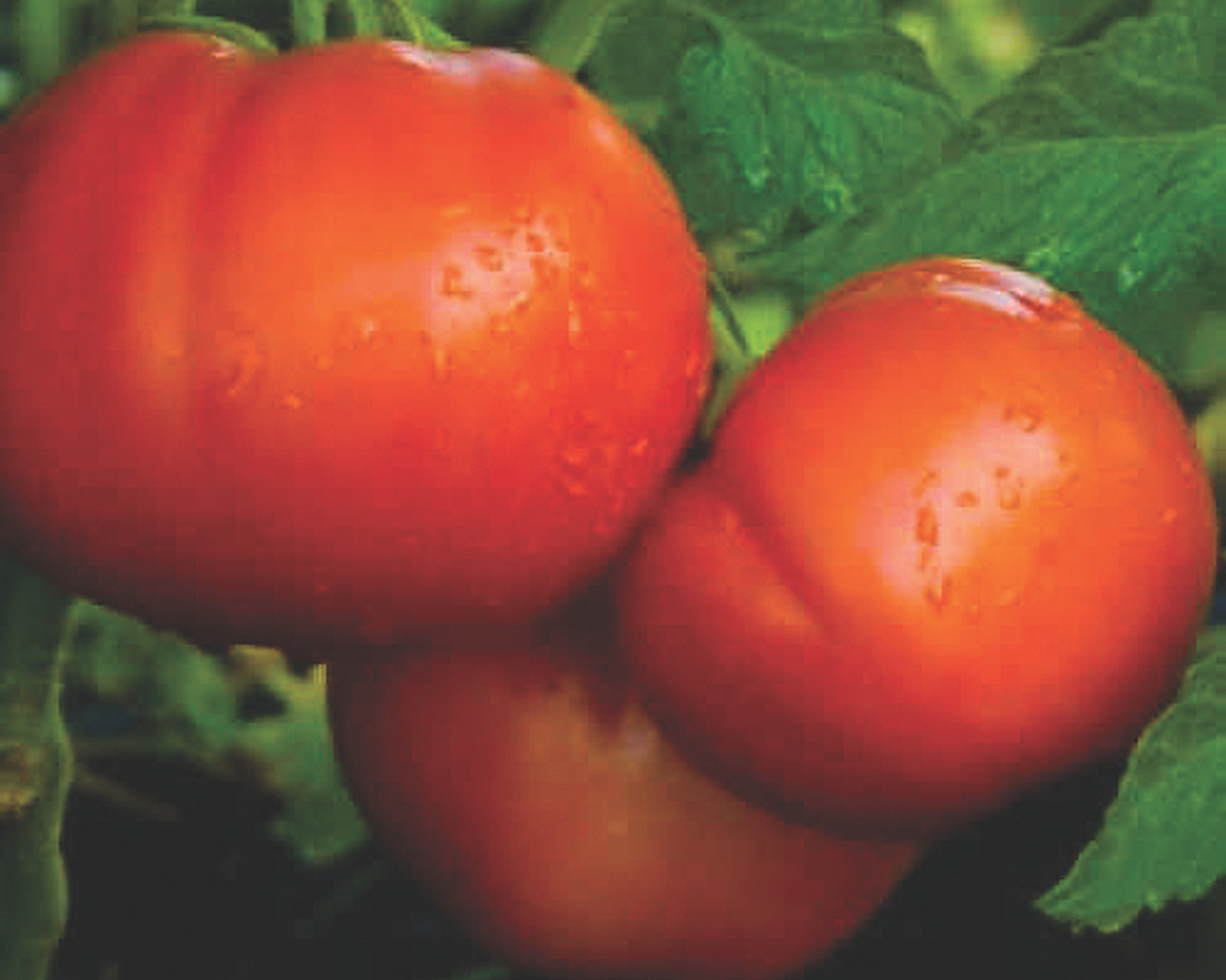 Goliath Italian Hybrid Tomato Seeds - Blessings Grow Meadows