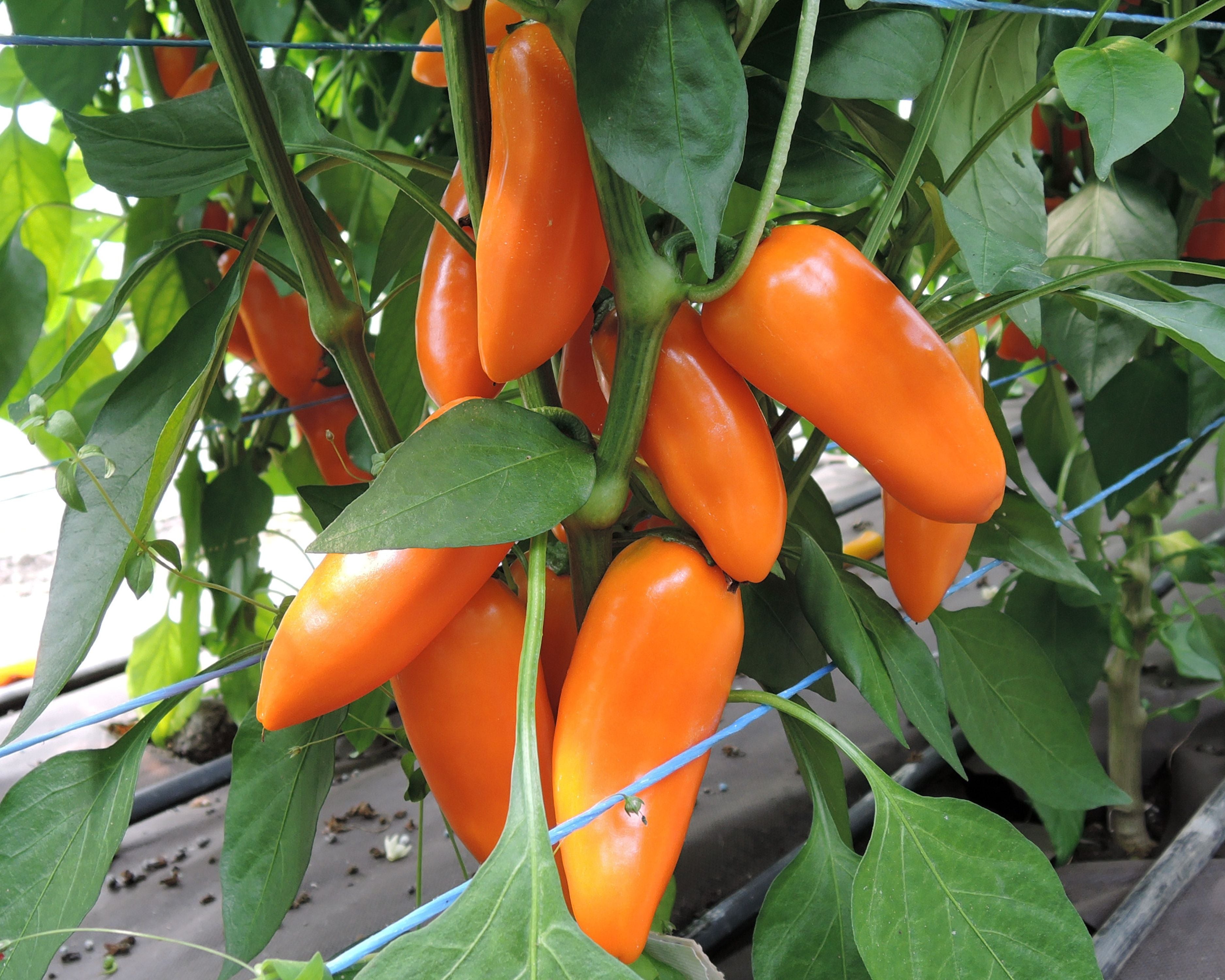 Hamik Hybrid Pepper Seeds | Sweet, Seedless Peppers for Your Garden