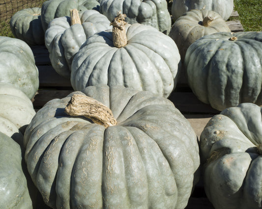 Jarrahdale Pumpkin Seeds - Blessings Grow Meadows