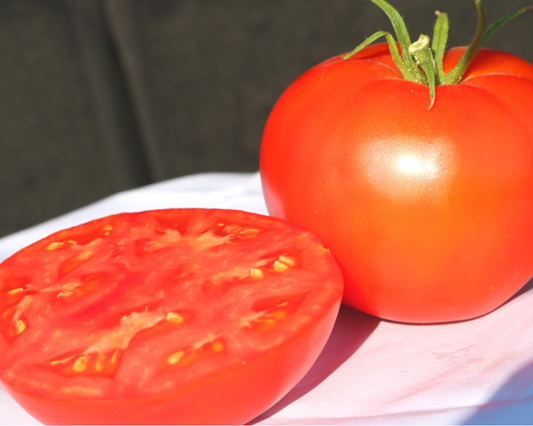 Jetsetter Hybrid Tomato Seeds - Blessings Grow Meadows