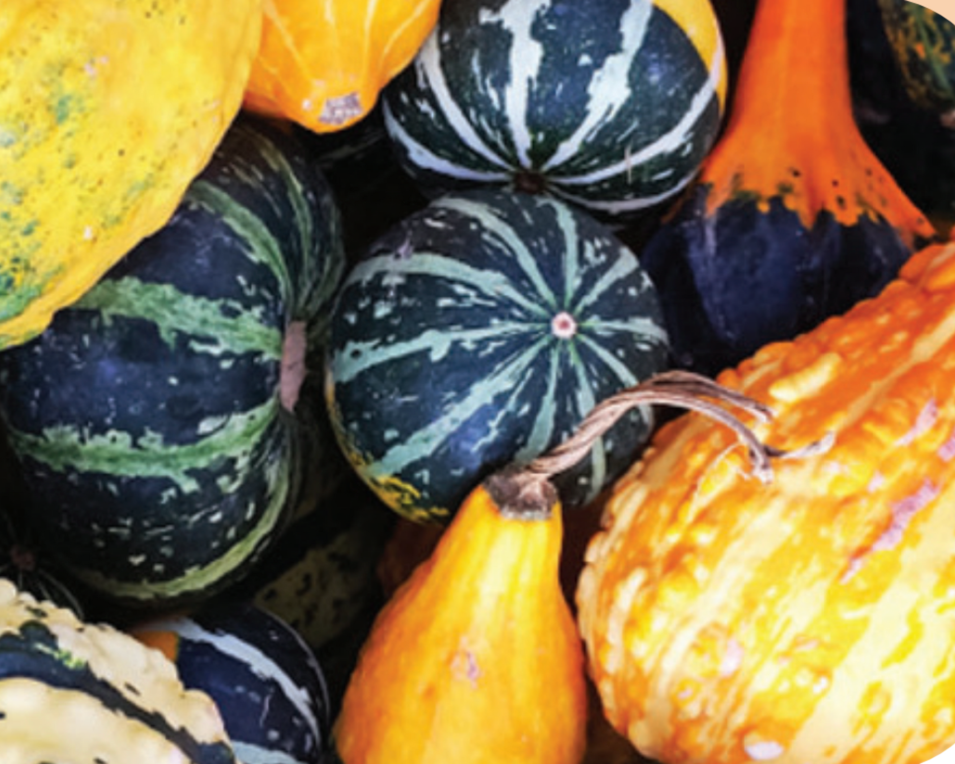 Packet of Seeds 'n Such large and small ornamental mix gourd seeds with 25 to 30 seeds for decorative gourds.
