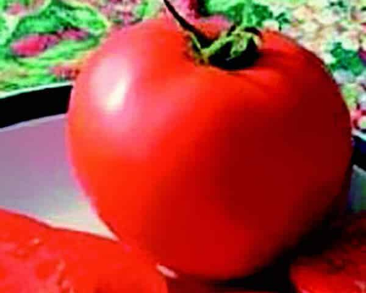 Legend Tomato Seeds - Blessings Grow Meadows