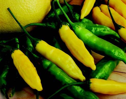 Lemon Drop Hot Pepper Seeds - Blessings Grow Meadows