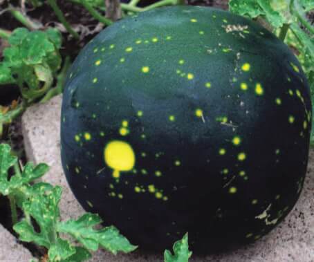 Moon & Stars Watermelon Seeds - Blessings Grow Meadows