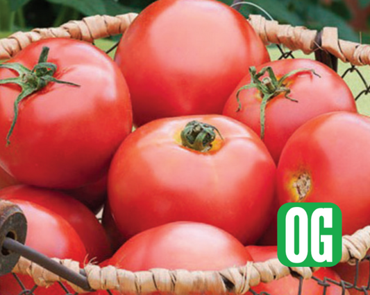 Packet of Seeds 'n Such New Girl Hybrid Tomato Seeds showing 25-30 seeds in a colorful packet.