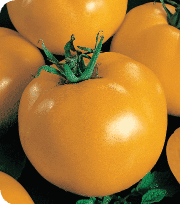 Sunny Blue Ribbon Hybrid Tomato Seeds - Blessings Grow Meadows