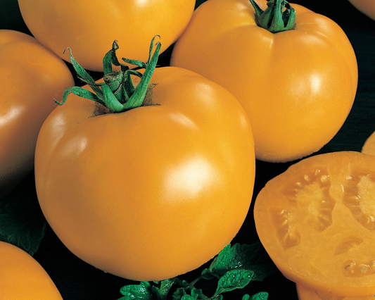 Sunny Boy Hybrid Tomato Seeds packet from Seeds 'n Such with 25-30 seeds for planting tomatoes.