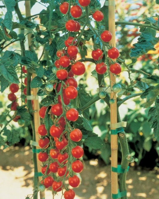 Sweet Million Hybrid Tomato Seeds - Blessings Grow Meadows