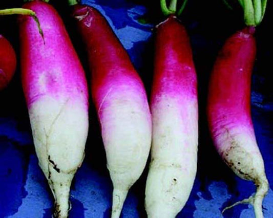 D'Avignon - Blessings Grow Meadows