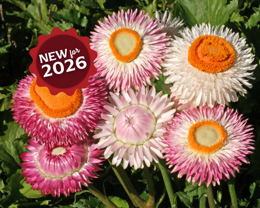 Dwarf Mix Strawflower Seeds - Blessings Grow Meadows