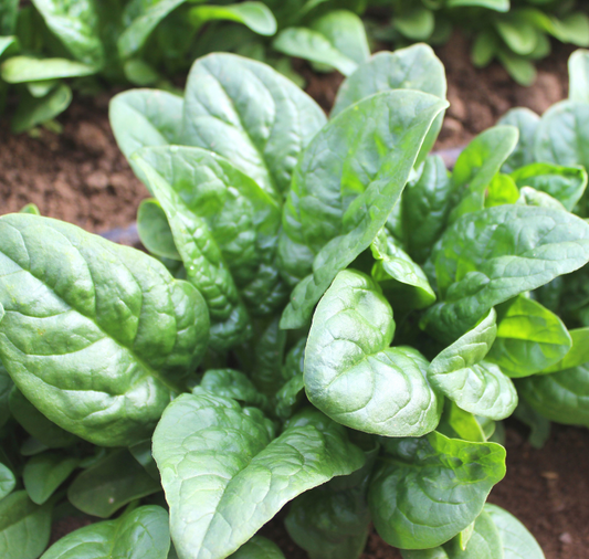 Green Beret Hybrid Spinach Seeds - Blessings Grow Meadows