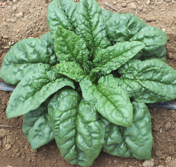 Green Beret Hybrid Spinach Seeds packet from Seeds 'n Such, featuring vibrant green spinach seeds in a resealable packet.