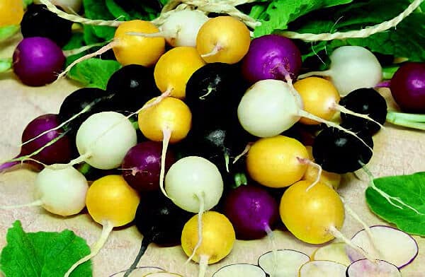 Halloween Mix Radish Seeds - Blessings Grow Meadows