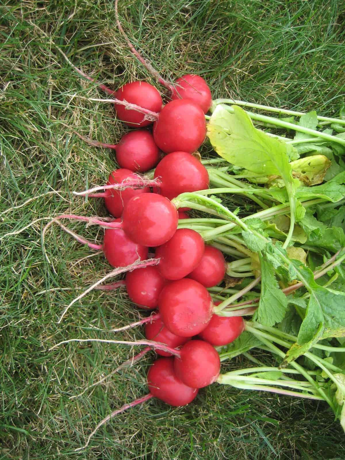 Packet of Seeds 'n Such Roxanne Hybrid Radish Seeds showing 250 seeds for planting and gardening.