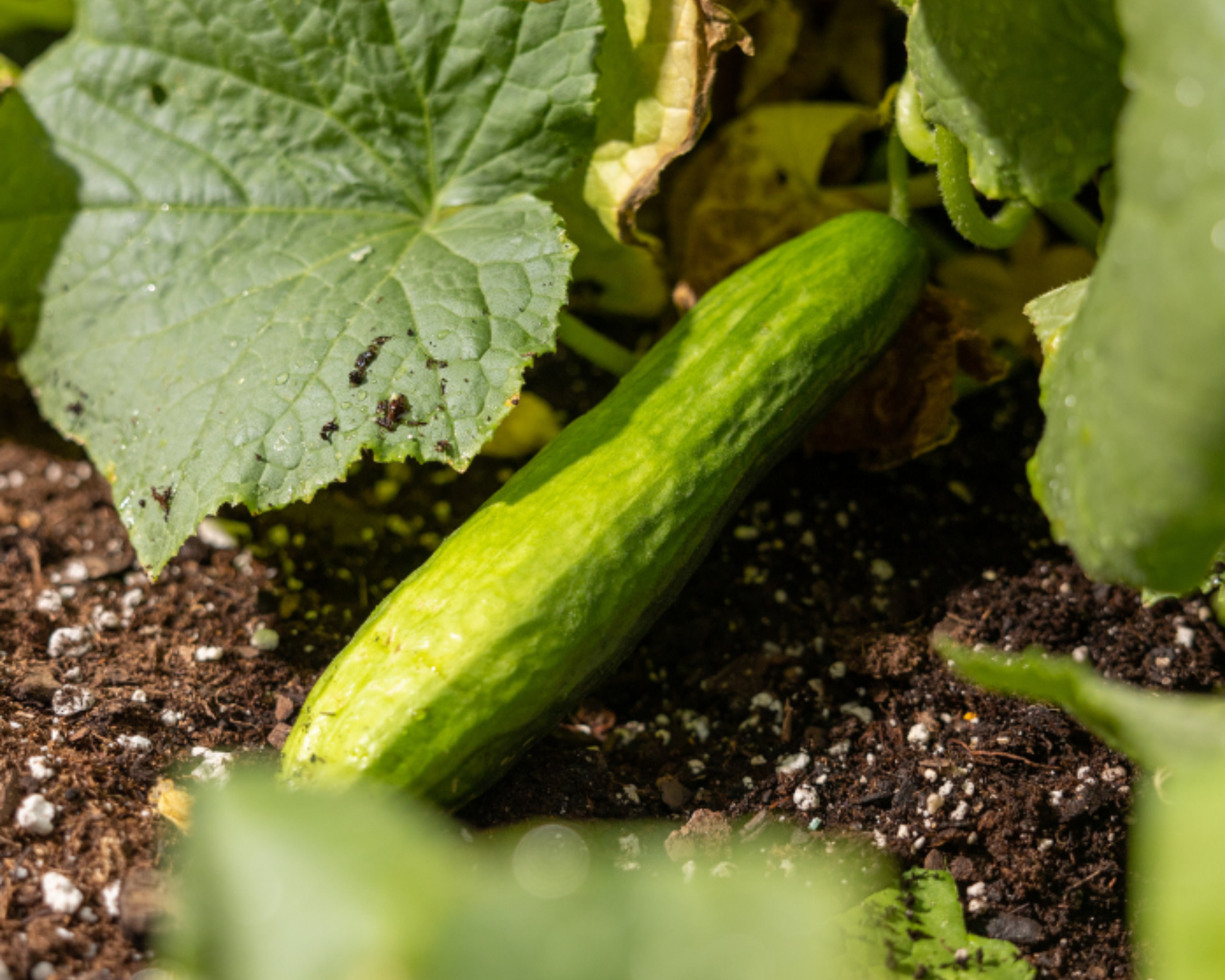 Beit Alpha Cucumber Seeds - Blessings Grow Meadows