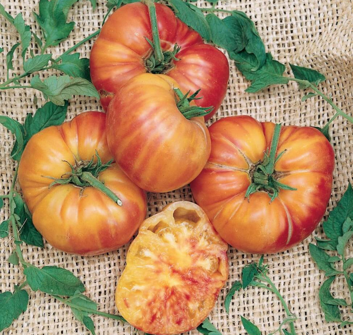 Five large Big Rainbow Tomatoes from Seeds 'n Such, with golden-orange skin and red stripes—one sliced to show the interior—rest on burlap, surrounded by fresh green tomato leaves.