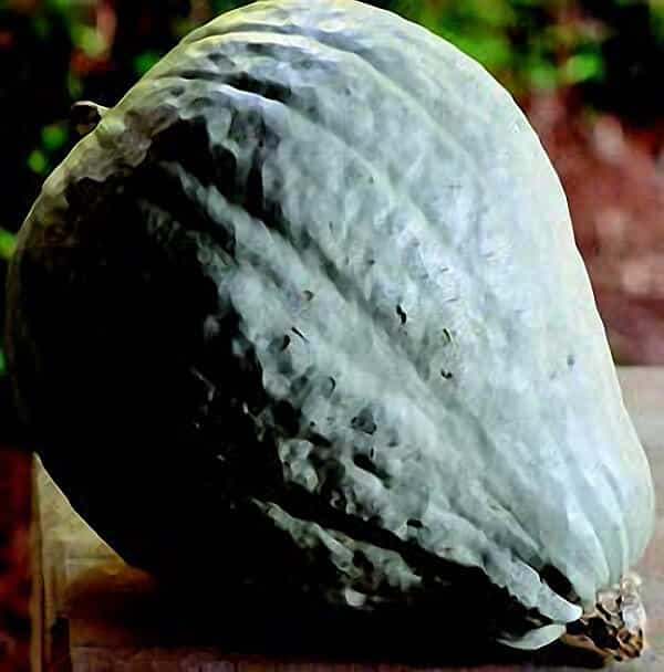 Blue Hubbard Winter Squash Seeds - Blessings Grow Meadows