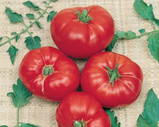 Box Car Willie Tomato Seeds - Blessings Grow Meadows