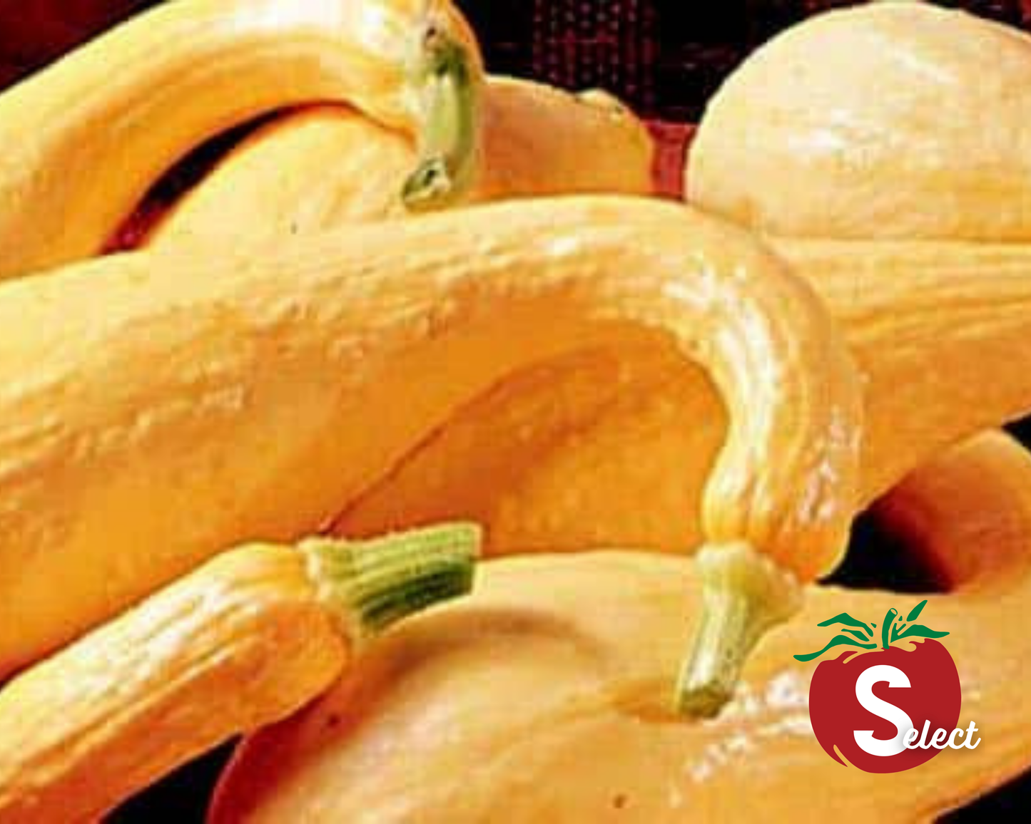 Early Golden Summer Crookneck Squash Seeds - Blessings Grow Meadows